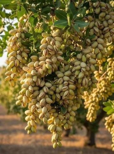 خوشهٔ پستهٔ دهانبسته روی درخت در فصل برداشت